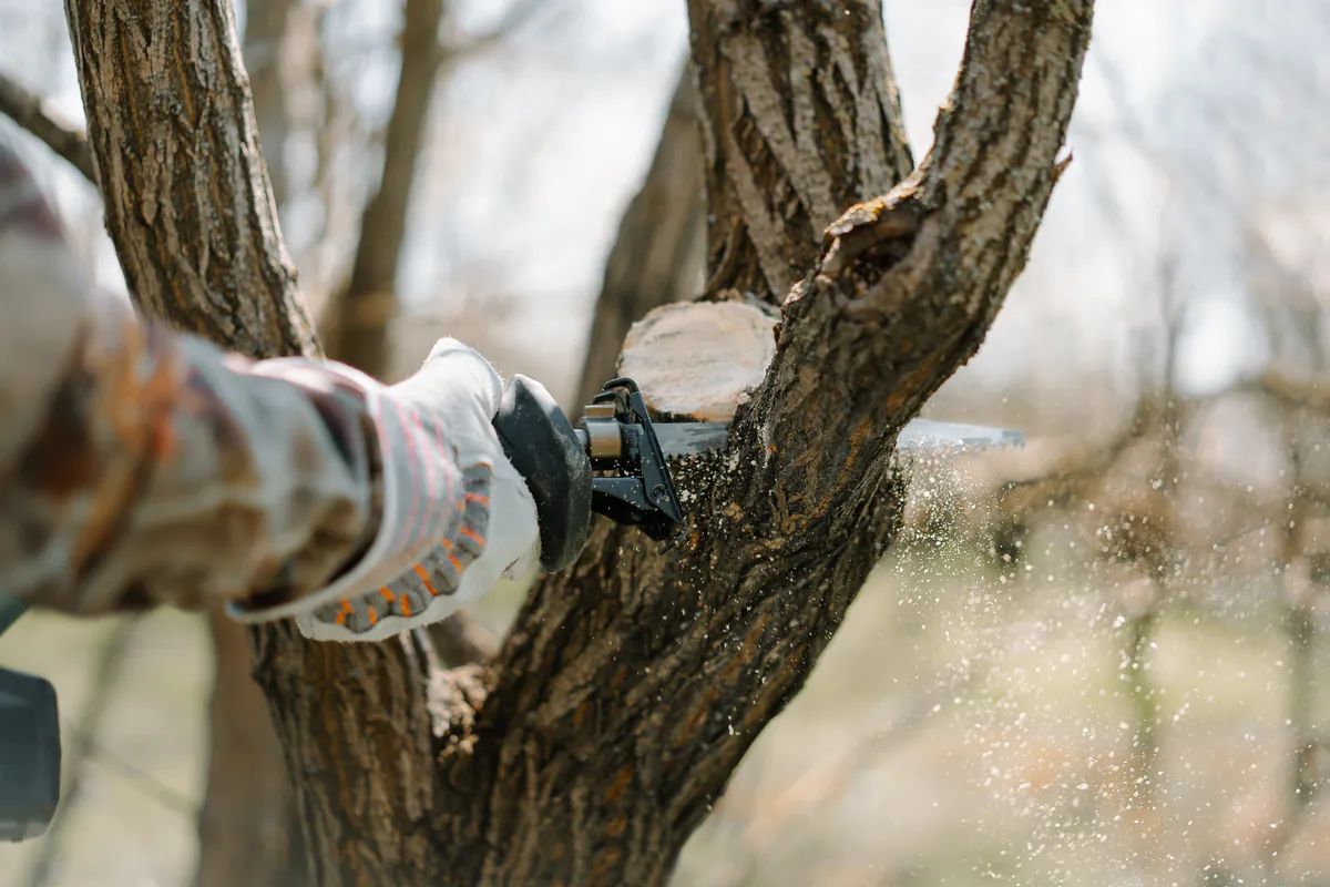 Professional tree trimming in action