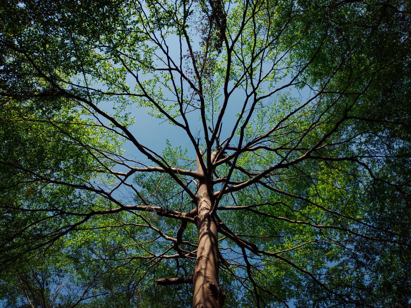 Looking up through the canopy of tall, healthy trees in Central Minnesota